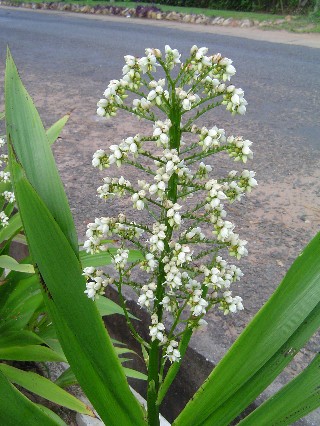 Yucca Like